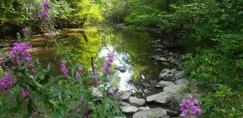 river in the forest
