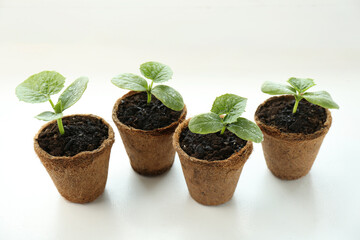 Many cucumber seedlings growing in pots on window sill