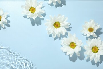 Beautiful daisy flowers in water on light blue background, top view. Space for text