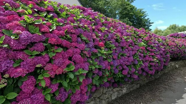 Magnifique haie d'hortensias en Bretagne - France