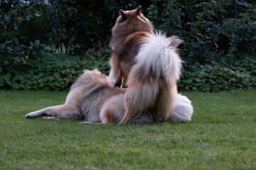 Eurasierhündin springt im Spiel auf den Rücken eines Eurasier Rüdens