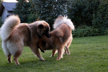 Zwei Eurasier spielen miteinander im Garten
