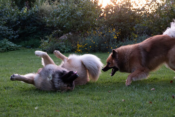 Zwei Eurasier spielen im Garten, einer liegt auf dem Rücken