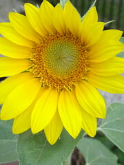 Fototapeta premium 大きく咲いたひまわり