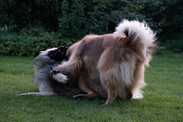 Zwei Eurasier spielen zusammen im Garten, der Rüde liegt auf dem Rücken, die Hündin steht über...