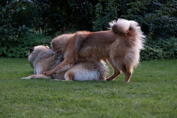 Zwei Eurasier spielen gemeinsam im Garten, der Rüde liegt auf dem Boden, die Hündin steht über...
