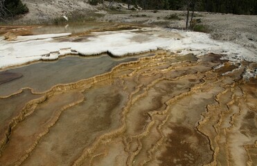 Mound Spring at Lower Terrace in Yellowstone National Park, Wyoming