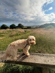 Cockapoo on bench