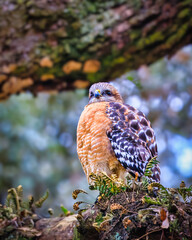 Red-Shouldered Hawk in the park