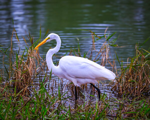 Fototapeta premium Eastern Great egret in the park
