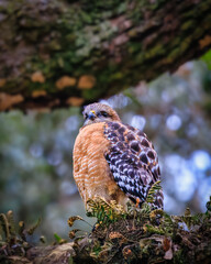Red-Shouldered Hawk in the park