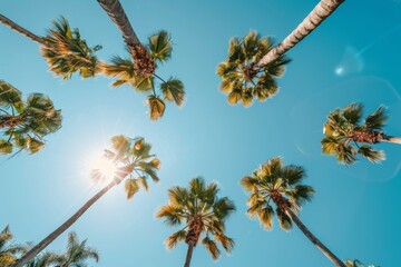 A picturesque view of tall palm trees under a clear sky, bathed in sunlight, evoking the charm of a tropical escape