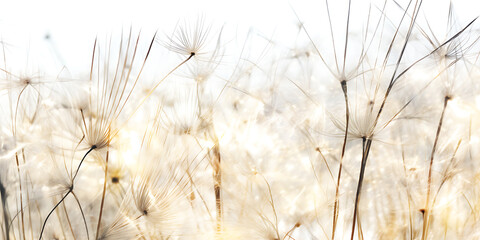 Delicate white dandelion seeds with brown stems in a soft, dreamy, and ethereal style, perfect for nature, spring, and growth concepts. 
