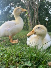 duck and ducklings
