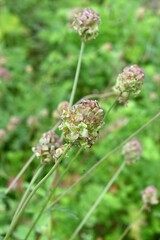 Salad burnet (Sanguisorba minor) flowers. Rosaceae perennial herb. Known as the 