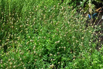 Salad burnet (Sanguisorba minor) flowers. Rosaceae perennial herb. Known as the 