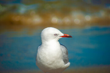 Red-billed gull