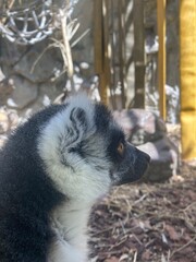 Naklejka premium lemur on a tree