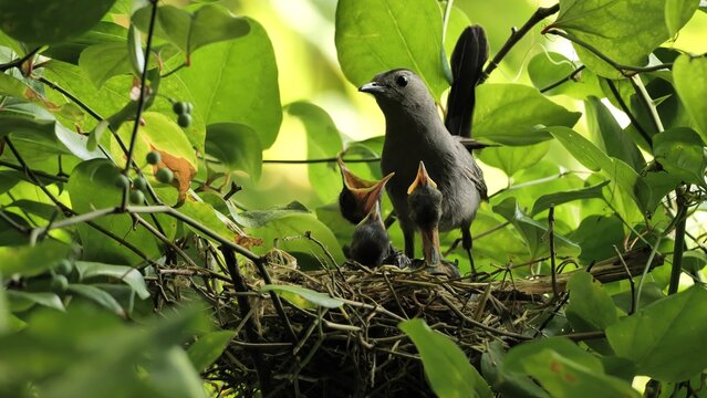 The gray catbird male (Dumetella carolinensis) feeding babies in the nest.