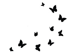 black pink butterfly on white background	