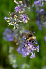 Bumblebee on lavender flower, close-up, macro