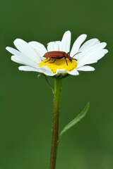 Close-up of a cardinal beetle on a white daisy flower