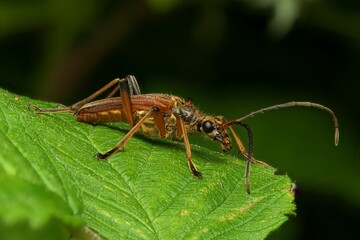 Macro shot of a Stenocorus Meridianus beetle on a green leaf