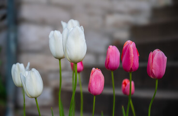 Fototapeta premium White and Pink Tulips