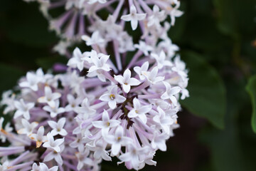 Lilac Bush Blooming Flowers in a Spring Garden