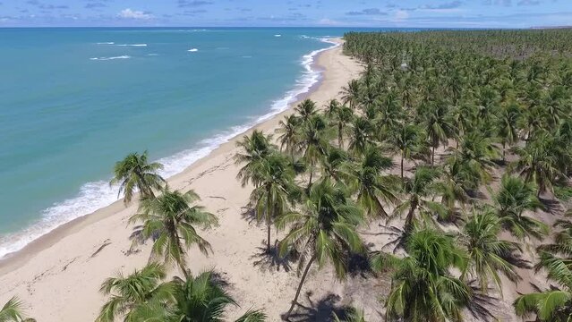 Aeral view of Gunga Beach - Roteiro, Alagoas, Brazil