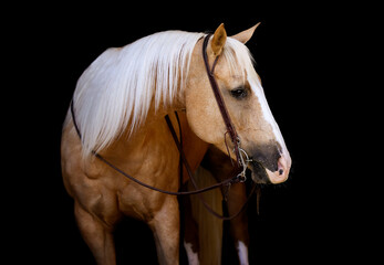 Beautiful Palomino Mare on Black Background