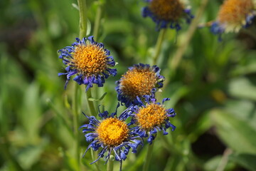 Macro of cluster of purple-blue petaled flower with large yellow centre