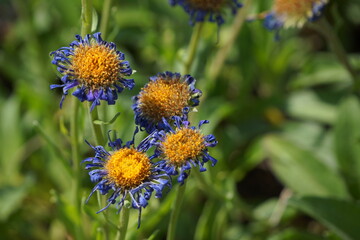 Macro of cluster of purple-blue petaled flower with large yellow centre