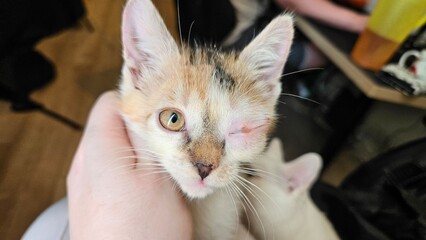 Sick and ill but very cute and small lovely tiny calico kitten cat with swollen eye