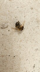 Close-Up of Dead Bee on Textured Surface