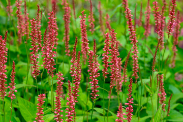 Kerzenknöterich (Bistorta amplexicaulis)