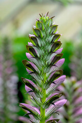 Wahrer Bärenklau (Acanthus mollis)