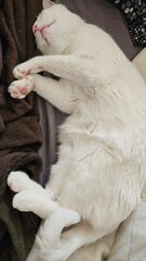 White Cat Sleeping Peacefully on Blanket