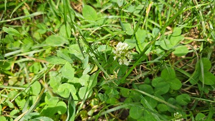 Close-Up of White Clover Flower in Grass