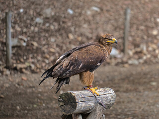 Eagle perched on a wooden post outdoors.