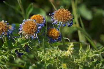 Macro of cluster of purple-blue petaled flower with large yellow centre