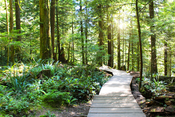 wooden walking path in sunny green forest