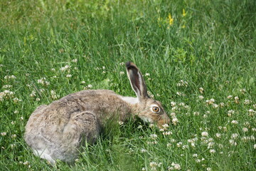 Rabbit grazing in grassy field full of weeds 
