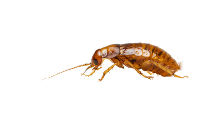 Brown Flea on a transparent background