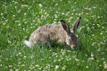 Rabbit grazing in grassy field full of weeds 