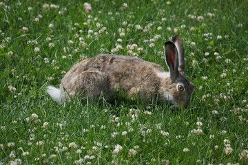 Rabbit grazing in grassy field full of weeds 