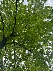 tree view green park