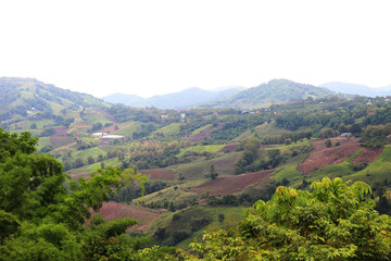 Obraz premium Beautiful green trees on the mountain, outdoors