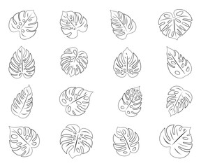 Monstera. Zestaw 16 egzotycznych liści. Wektorowe elementy. © Monika
