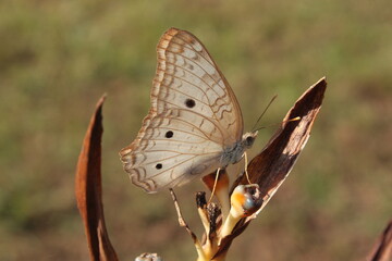 Beautiful white butterfly with three black dots on the wing and brown veins known as the white peacock butterfly of the species Anartia jatrophae family Nymphalidae and subfamily Nymphalinae